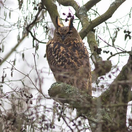Oehoe gespot in Lage Bergse Bos