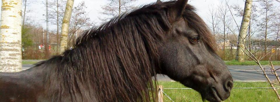 Manege Fair to Horses