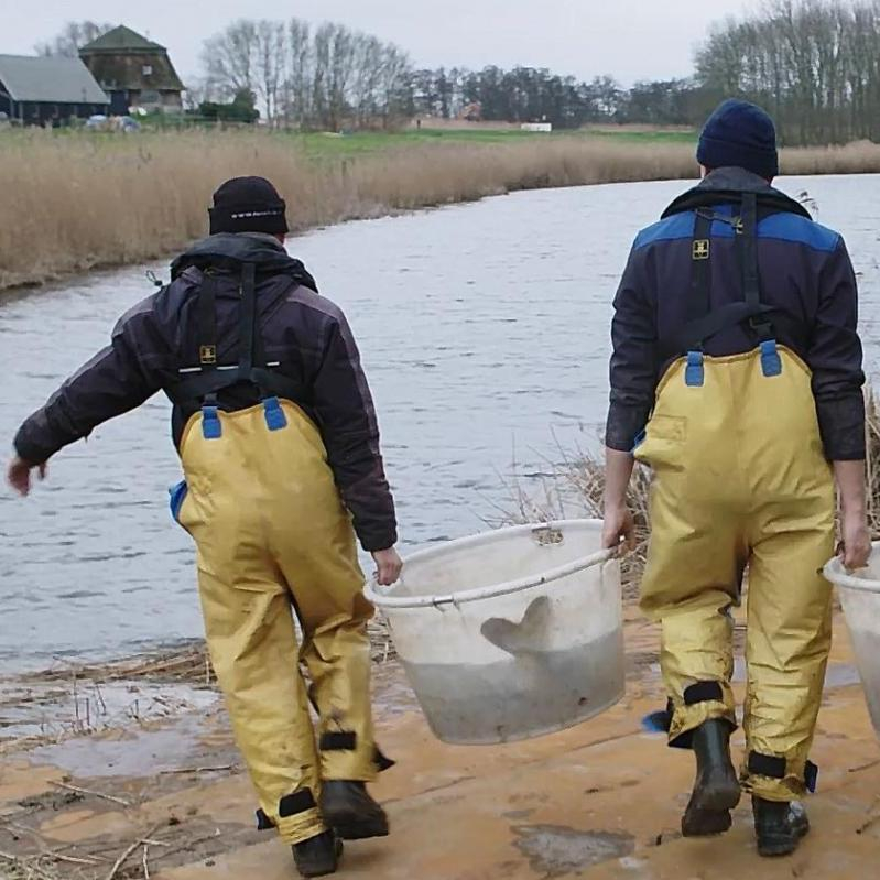 Vissen verhuizen voor schonere Bleiswijkse Zoom