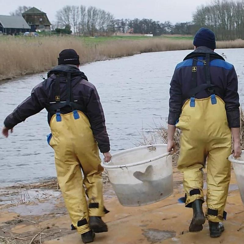 Vissen verhuizen voor schonere Bleiswijkse Zoom