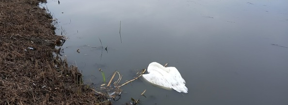 Dode vogel Eendragtspolder