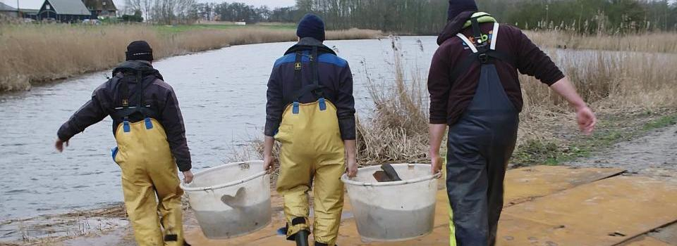 Vissen verhuizen voor schonere Bleiswijkse Zoom